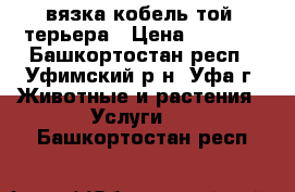 вязка кобель той- терьера › Цена ­ 2 000 - Башкортостан респ., Уфимский р-н, Уфа г. Животные и растения » Услуги   . Башкортостан респ.